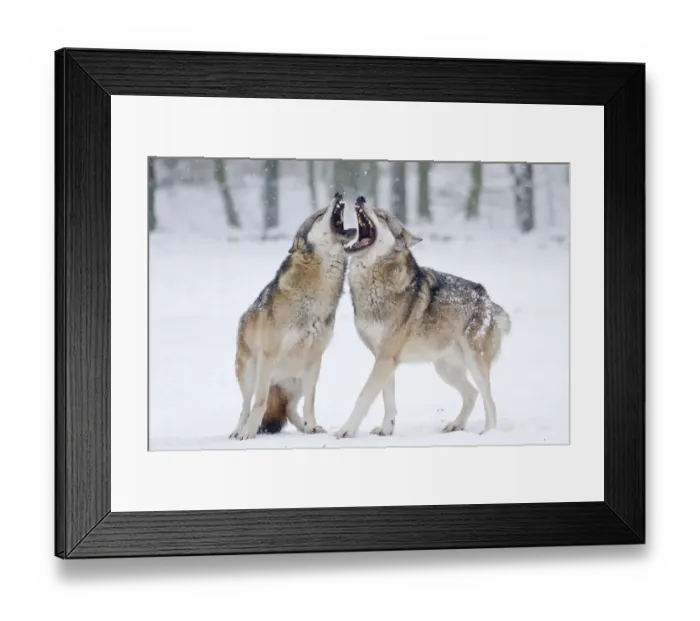 Framed Print : Two howling wolves -Canis lupus- in the snow, Tierpark Sababurg, Hofgeismar, Hesse, Germany Framed Print : Two howling wolves -Canis lupus- in the snow, Tierpark Sababurg, Hofgeismar, Hesse, Germany