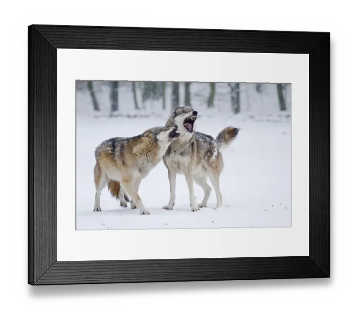 Framed Print : Howling Wolves -Canis lupus- in the snow, Hesse, Germany
