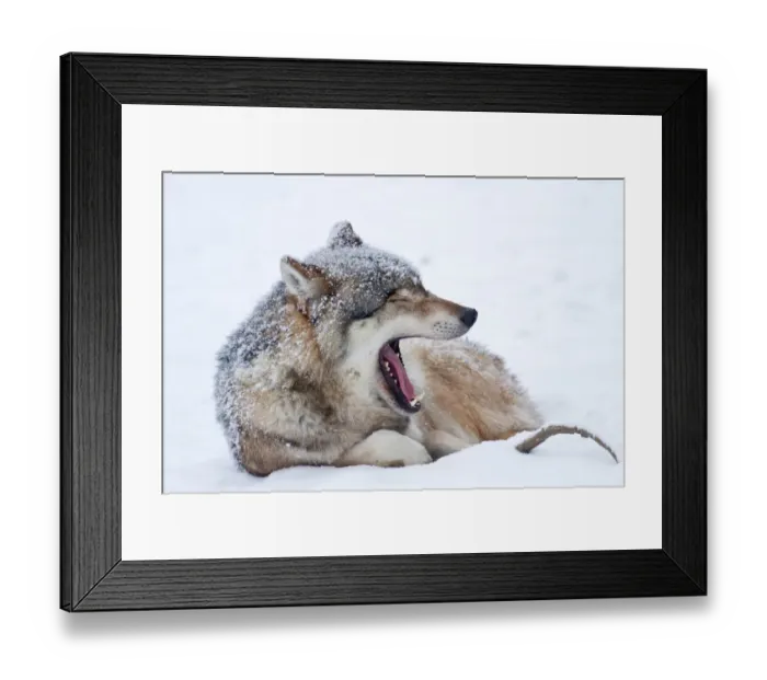 Framed Print : Wolf -Canis lupus- lying in the snow, Hesse, Germany Framed Print : Wolf -Canis lupus- lying in the snow, Hesse, Germany