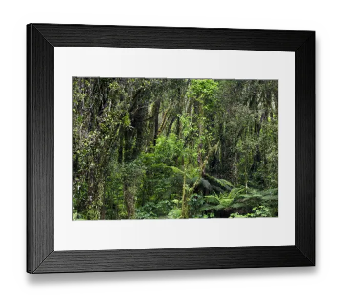 Framed Print : New Zealand rainforest, Fox Glacier, Westland National Park, West Coast Region, New Zealand