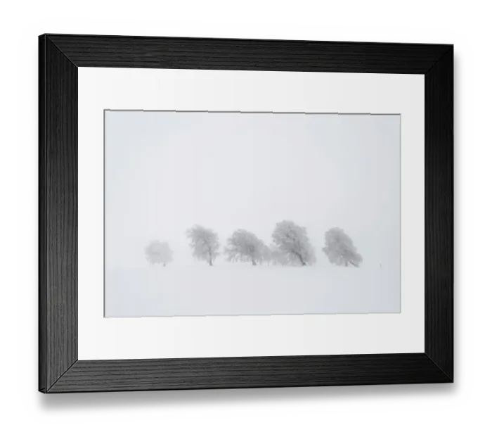 Framed Print : European Beech -Fagus sylvatica-, wind-bent beech trees on Schauinsland Mountain in winter, Breisgau, Schwarzwald, Baden-Wurttemberg, Germany
