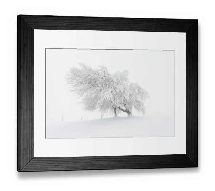 Framed Print : European Beech -Fagus sylvatica-, wind-bent beech trees on Schauinsland Mountain in winter, Breisgau, Schwarzwald, Baden-Wurttemberg, Germany Framed Print : European Beech -Fagus sylvatica-, wind-bent beech trees on Schauinsland Mountain in winter, Breisgau, Schwarzwald, Baden-Wurttemberg, Germany