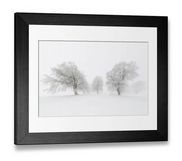 Framed Print : European Beech -Fagus sylvatica-, wind-bent beech trees on Schauinsland Mountain in winter, Breisgau, Schwarzwald, Baden-Wurttemberg, Germany