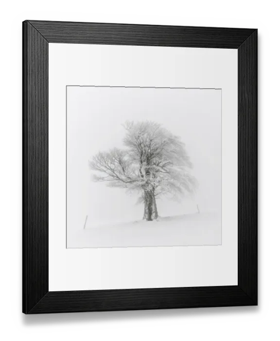 Framed Print : European Beech -Fagus sylvatica-, wind-bent beech on Schauinsland Mountain in winter, Breisgau, Schwarzwald, Baden-Wurttemberg, Germany Framed Print : European Beech -Fagus sylvatica-, wind-bent beech on Schauinsland Mountain in winter, Breisgau, Schwarzwald, Baden-Wurttemberg, Germany