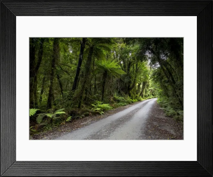 Framed Print : Forest trail in the middle of a New Zealand jungle, Ruatapu, West Coast Region, New Zealand Framed Print : Forest trail in the middle of a New Zealand jungle, Ruatapu, West Coast Region, New Zealand
