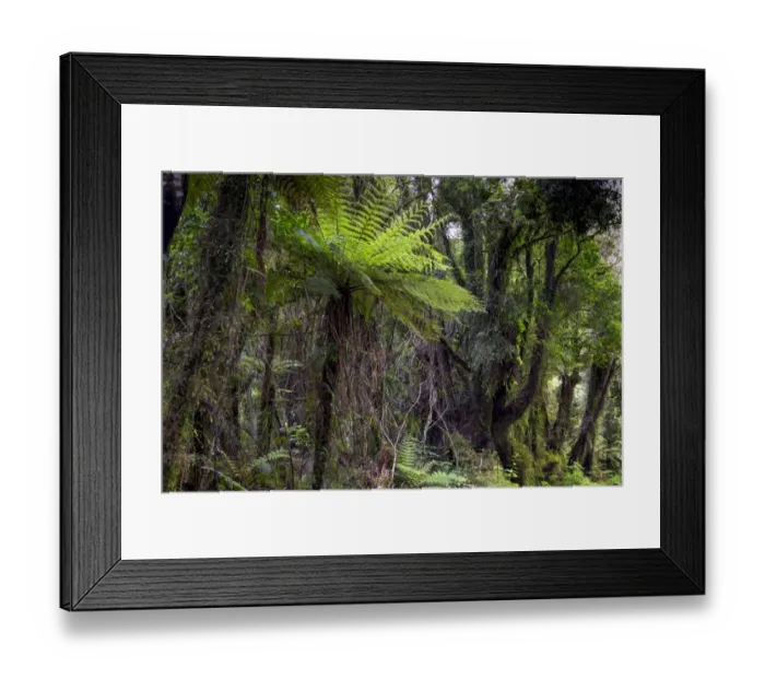 Framed Print : New Zealand jungle with Silver Ferns -Cyathea dealbata-, Ruatapu, West Coast Region, New Zealand Framed Print : New Zealand jungle with Silver Ferns -Cyathea dealbata-, Ruatapu, West Coast Region, New Zealand