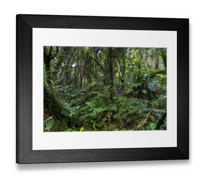 Framed Print : New Zealand jungle with Silver Ferns -Cyathea dealbata-, Ruatapu, West Coast Region, New Zealand Framed Print : New Zealand jungle with Silver Ferns -Cyathea dealbata-, Ruatapu, West Coast Region, New Zealand