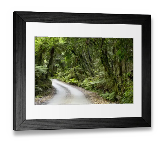 Framed Print : Forest trail in the middle of a New Zealand jungle, Ruatapu, West Coast Region, New Zealand Framed Print : Forest trail in the middle of a New Zealand jungle, Ruatapu, West Coast Region, New Zealand
