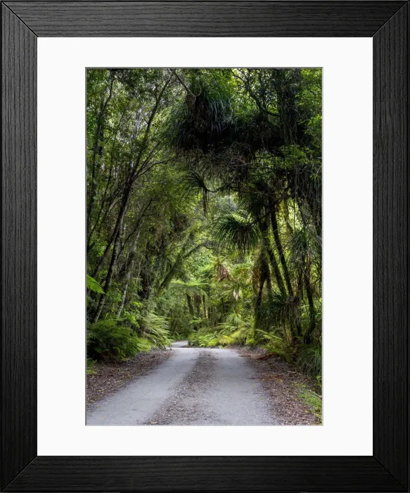 Framed Print : Forest trail in the middle of a New Zealand jungle, Ruatapu, West Coast Region, New Zealand Framed Print : Forest trail in the middle of a New Zealand jungle, Ruatapu, West Coast Region, New Zealand