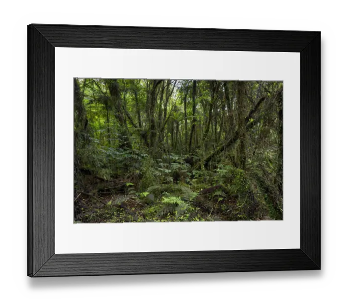 Framed Print : New Zealand jungle with Silver Ferns -Cyathea dealbata-, Ruatapu, West Coast Region, New Zealand Framed Print : New Zealand jungle with Silver Ferns -Cyathea dealbata-, Ruatapu, West Coast Region, New Zealand