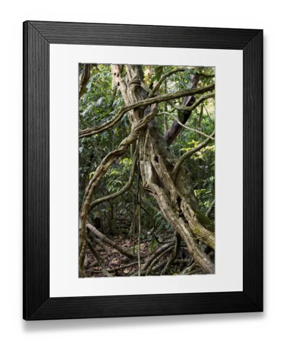 Framed Print : Jungle, Khao Yai Nationalpark, Prachinburi, Nakhon Ratchasima, Thailand Framed Print : Jungle, Khao Yai Nationalpark, Prachinburi, Nakhon Ratchasima, Thailand