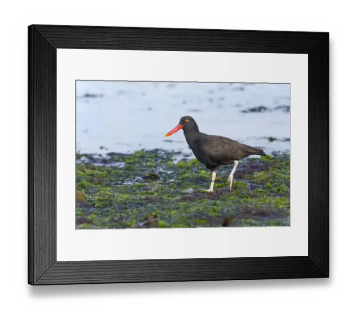 Framed Print : Blackish Oystercatcher -Haematopus ater-, Westpoint Island, Falkland Islands, United Kingdom
