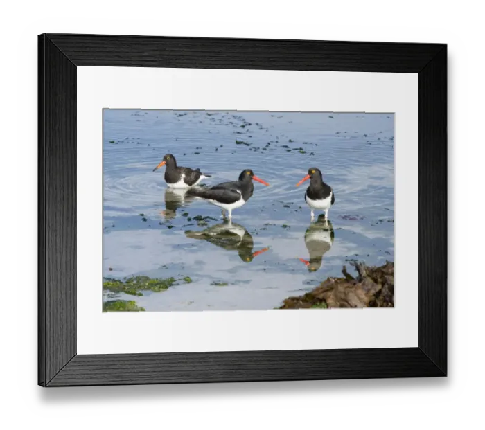 Framed Print : Magellanic Oystercatcher -Haematopus leucopodus-, pair with juvenile, Westpoint Island, Falkland Islands, United Kingdom Framed Print : Magellanic Oystercatcher -Haematopus leucopodus-, pair with juvenile, Westpoint Island, Falkland Islands, United Kingdom
