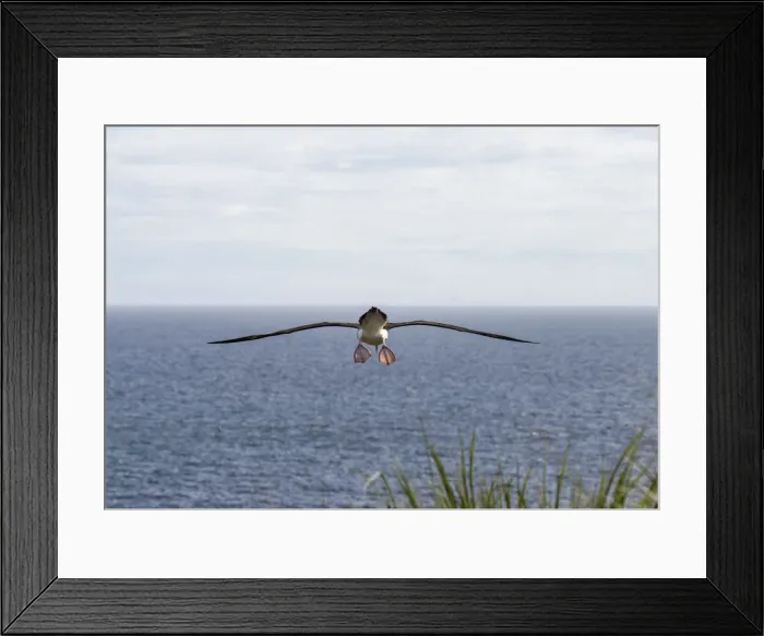 Framed Print : Black-browed Albatross or Black-browed Mollymawk -Thalassarche melanophris-, in flght, Westpoint Island, Falkland Islands, United Kingdom Framed Print : Black-browed Albatross or Black-browed Mollymawk -Thalassarche melanophris-, in flght, Westpoint Island, Falkland Islands, United Kingdom