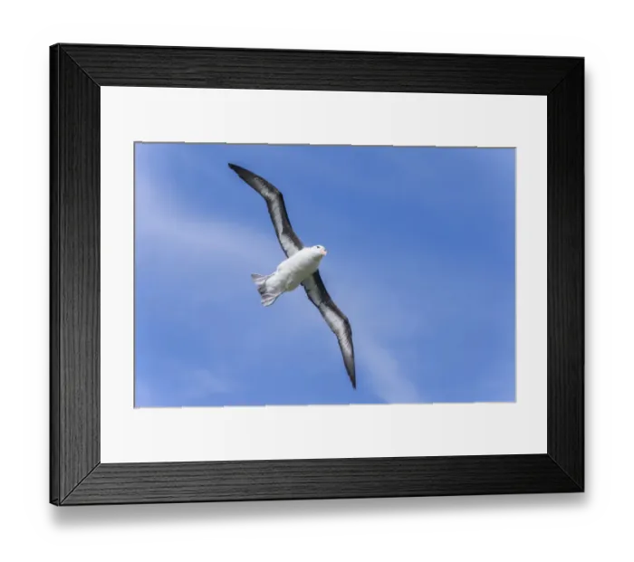 Framed Print : Black-browed Albatross or Black-browed Mollymawk -Thalassarche melanophris-, in flight, Westpoint Island, Falkland Islands, United Kingdom Framed Print : Black-browed Albatross or Black-browed Mollymawk -Thalassarche melanophris-, in flight, Westpoint Island, Falkland Islands, United Kingdom