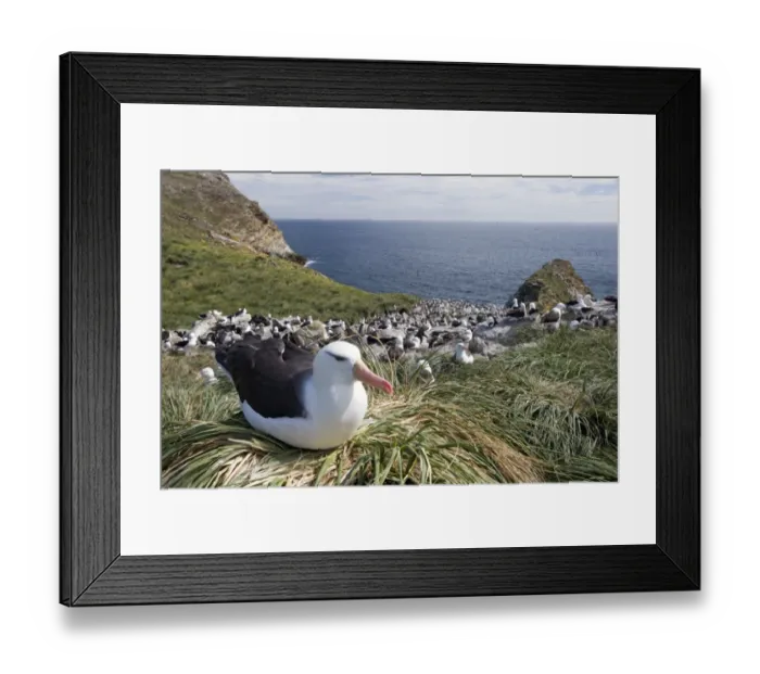 Framed Print : Black-browed Albatross or Black-browed Mollymawk -Thalassarche melanophris- perched on tussock grass in breeding colony, Westpoint Island, Falkland Islands, United Kingdom Framed Print : Black-browed Albatross or Black-browed Mollymawk -Thalassarche melanophris- perched on tussock grass in breeding colony, Westpoint Island, Falkland Islands, United Kingdom