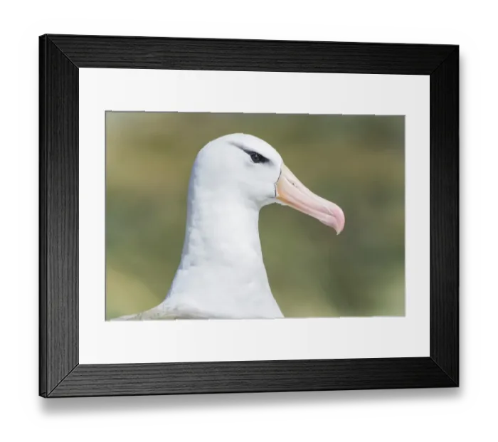 Framed Print : Black-browed Albatross or Black-browed Mollymawk -Thalassarche melanophris-, portrait, Westpoint Island, Falkland Islands, United Kingdom Framed Print : Black-browed Albatross or Black-browed Mollymawk -Thalassarche melanophris-, portrait, Westpoint Island, Falkland Islands, United Kingdom