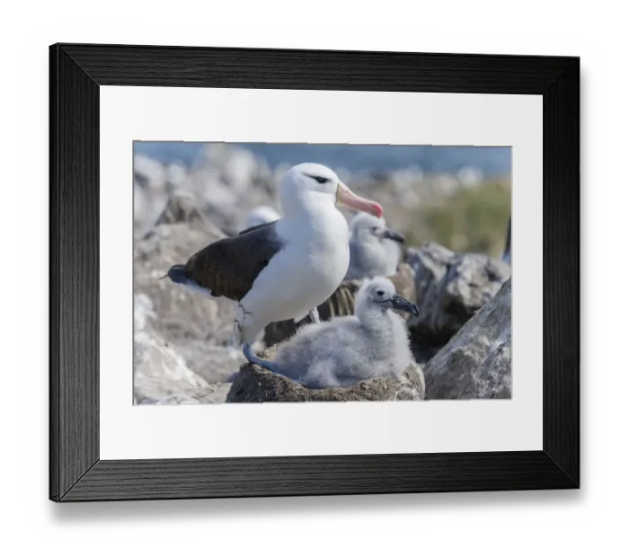 Framed Print : Black-browed Albatross or Black-browed Mollymawk -Thalassarche melanophris- with chick in nest, Westpoint Island, Falkland Islands, United Kingdom