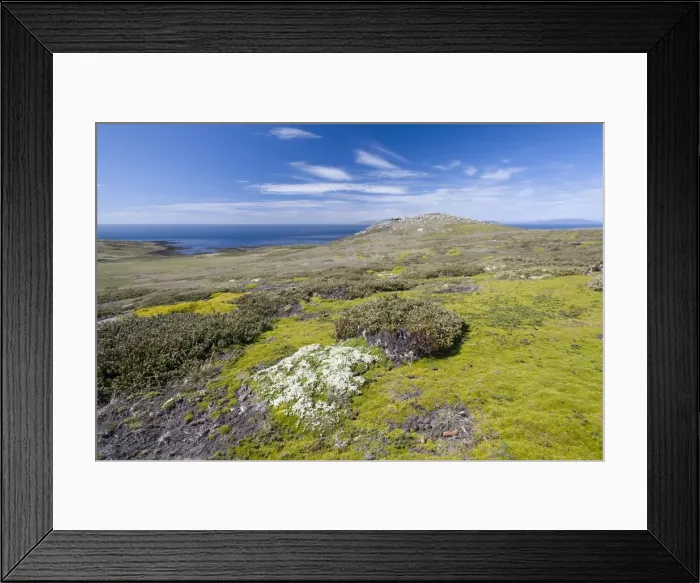 Framed Print : View of Westpoint Island, Westpoint Island, Falkland Islands, United Kingdom Framed Print : View of Westpoint Island, Westpoint Island, Falkland Islands, United Kingdom