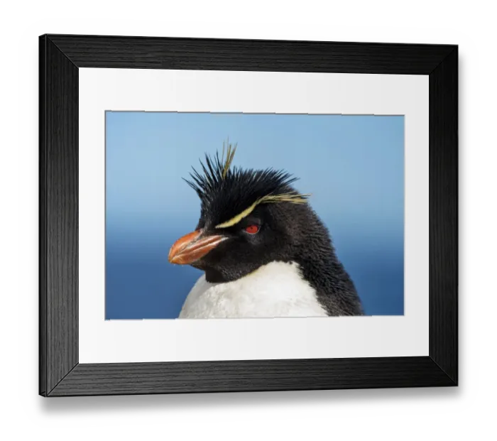 Framed Print : Rockhopper Penguin -Eudyptes chrysocome-, portrait, New Island, Falkland Islands, United Kingdom Framed Print : Rockhopper Penguin -Eudyptes chrysocome-, portrait, New Island, Falkland Islands, United Kingdom