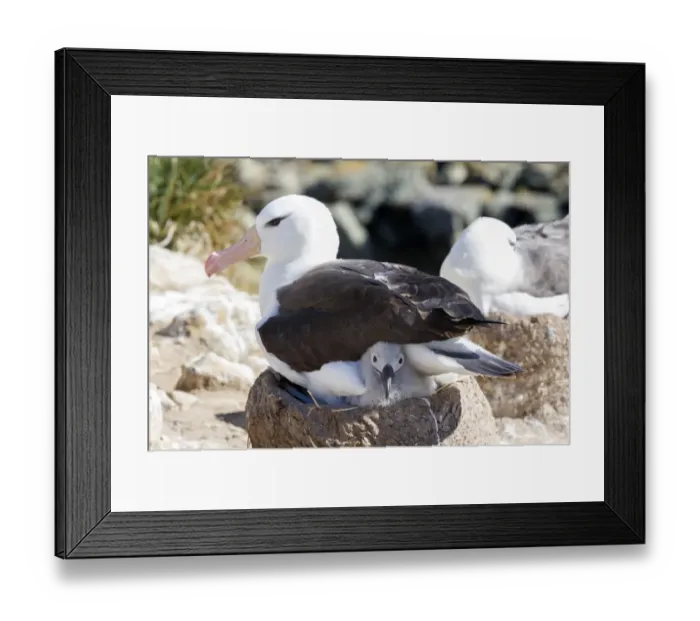 Framed Print : Black-browed Albatross or Black-browed Mollymawk -Thalassarche melanophris- with chick in nest, New Island, Falkland Islands, United Kingdom Framed Print : Black-browed Albatross or Black-browed Mollymawk -Thalassarche melanophris- with chick in nest, New Island, Falkland Islands, United Kingdom