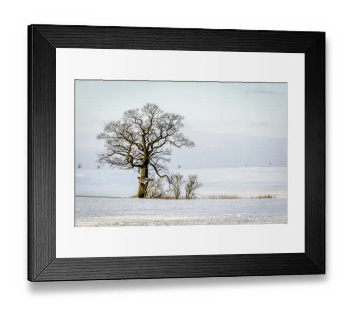 Framed Print : Oak -Quercus sp. - in the snow, Schleswig-Holstein, Germany