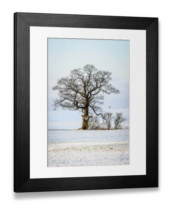 Framed Print : Oak -Quercus sp. - in the snow, Schleswig-Holstein, Germany