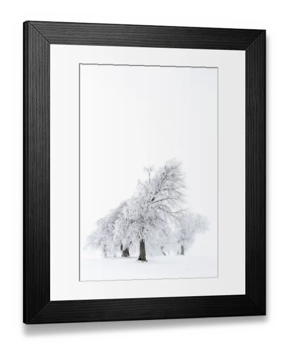 Framed Print : Beech trees -Fagus sylvatica-, wind shaped beech trees at Mt Schauinsland in winter, Schauinsland, Baden-Wurttemberg, Germany Framed Print : Beech trees -Fagus sylvatica-, wind shaped beech trees at Mt Schauinsland in winter, Schauinsland, Baden-Wurttemberg, Germany