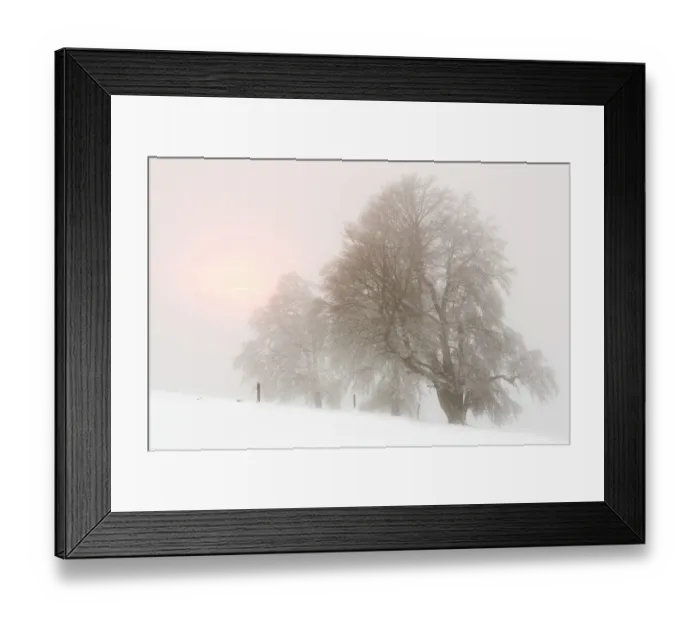 Framed Print : Beech trees -Fagus sylvatica-, wind shaped beech trees at Mt Schauinsland in winter, Schauinsland, Baden-Wurttemberg, Germany Framed Print : Beech trees -Fagus sylvatica-, wind shaped beech trees at Mt Schauinsland in winter, Schauinsland, Baden-Wurttemberg, Germany