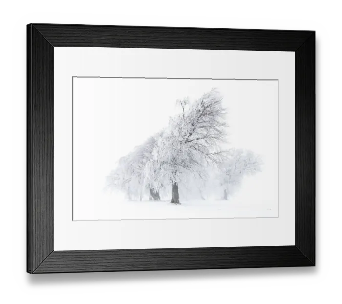 Framed Print : Beech trees -Fagus sylvatica-, wind shaped beech trees at Mt Schauinsland in winter, Schauinsland, Baden-Wurttemberg, Germany Framed Print : Beech trees -Fagus sylvatica-, wind shaped beech trees at Mt Schauinsland in winter, Schauinsland, Baden-Wurttemberg, Germany