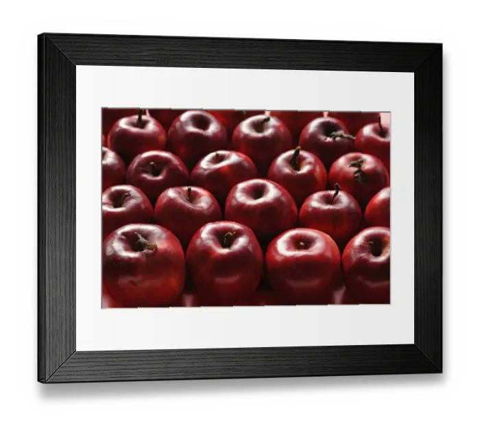 Framed Print : Organic apples, Purple Cousinot, Eckenhaid, Ecktental, Middle Franconia, Bavaria, Germany Framed Print : Organic apples, Purple Cousinot, Eckenhaid, Ecktental, Middle Franconia, Bavaria, Germany