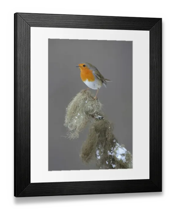 Framed Print : Robin -Erithacus rubecula- perched on a spruce branch covered in beard lichen, Swabian Alb biosphere reserve, Schwabische Alb, Baden-Wurttemberg, Germany Framed Print : Robin -Erithacus rubecula- perched on a spruce branch covered in beard lichen, Swabian Alb biosphere reserve, Schwabische Alb, Baden-Wurttemberg, Germany