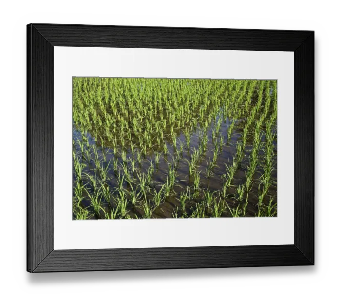 Framed Print : Rice paddy, Langkawi, Langkawi, Sultanat Kedah, Malaysia Framed Print : Rice paddy, Langkawi, Langkawi, Sultanat Kedah, Malaysia