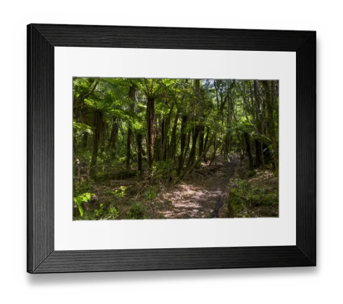 Framed Print : Hiking trail in the jungle, Egmont National Park, Taranaki Region, New Zealand Framed Print : Hiking trail in the jungle, Egmont National Park, Taranaki Region, New Zealand
