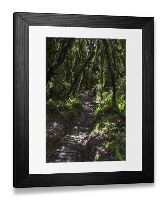 Framed Print : Hiking trail in the jungle, Egmont National Park, Taranaki Region, New Zealand