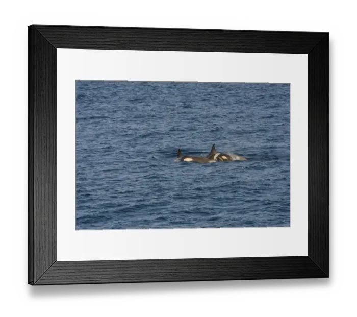 Framed Print : Killer Whales or Orca -Orcinus orca-, female with cubs, Gerlache Strait, Antarctic Peninsula, Antarctica Framed Print : Killer Whales or Orca -Orcinus orca-, female with cubs, Gerlache Strait, Antarctic Peninsula, Antarctica
