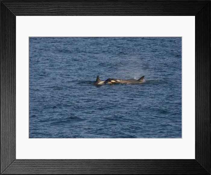 Framed Print : Killer Whales or Orca -Orcinus orca-, female with cubs, Gerlache Strait, Antarctic Peninsula, Antarctica Framed Print : Killer Whales or Orca -Orcinus orca-, female with cubs, Gerlache Strait, Antarctic Peninsula, Antarctica