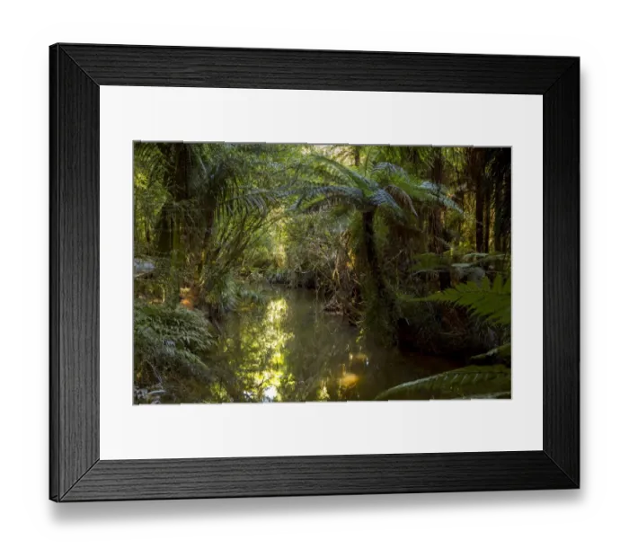 Framed Print : Jungle with Silver Ferns -Cyathea dealbata-, Raglan, Waikato Region, New Zealand Framed Print : Jungle with Silver Ferns -Cyathea dealbata-, Raglan, Waikato Region, New Zealand