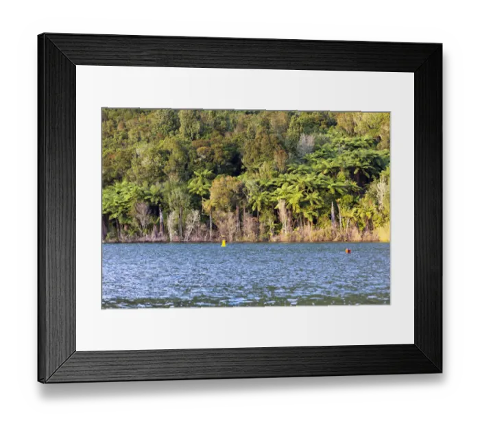 Framed Print : Silver Ferns -Cyathea dealbata- on the shores of Lake Tikitapu, Bay of Plenty Region, New Zealand Framed Print : Silver Ferns -Cyathea dealbata- on the shores of Lake Tikitapu, Bay of Plenty Region, New Zealand
