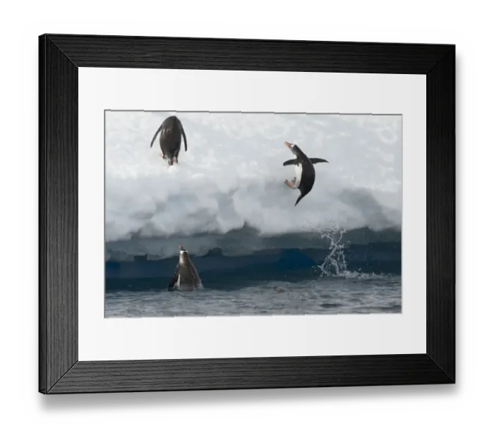 Framed Print : Gentoo Penguins -Pygoscelis papua- jumping out of the water onto an ice floe, Antarctic Peninsula, Antarctica