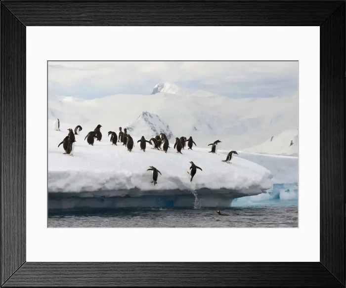 Framed Print : Gentoo Penguins -Pygoscelis papua- jumping out of the water onto an ice floe, Antarctic Peninsula, Antarctica Framed Print : Gentoo Penguins -Pygoscelis papua- jumping out of the water onto an ice floe, Antarctic Peninsula, Antarctica