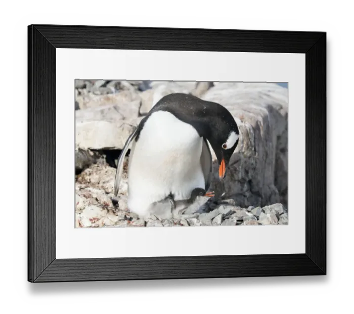 Framed Print : Gentoo Penguin -Pygoscelis papua-, with newly hatched chick, Petermann-Insel, Antarctic Peninsula, Antarctica Framed Print : Gentoo Penguin -Pygoscelis papua-, with newly hatched chick, Petermann-Insel, Antarctic Peninsula, Antarctica