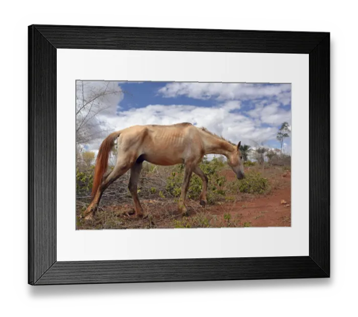 Framed Print : Emaciated horse on a barren pasture, Lencois, Bahia, Brazil Framed Print : Emaciated horse on a barren pasture, Lencois, Bahia, Brazil