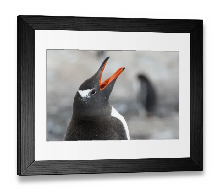 Framed Print : Gentoo Penguin -Pygoscelis papua- calling, portrait, Cuverville Island, Antarctic Peninsula, Antarctica Framed Print : Gentoo Penguin -Pygoscelis papua- calling, portrait, Cuverville Island, Antarctic Peninsula, Antarctica