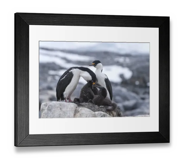 Framed Print : Imperial Shags or Antarctic Cormorants -Phalacrocorax atriceps-, pair feeding their chicks, Jougla Point, Port Lockroy, Antarctic Peninsula, Antarctica Framed Print : Imperial Shags or Antarctic Cormorants -Phalacrocorax atriceps-, pair feeding their chicks, Jougla Point, Port Lockroy, Antarctic Peninsula, Antarctica