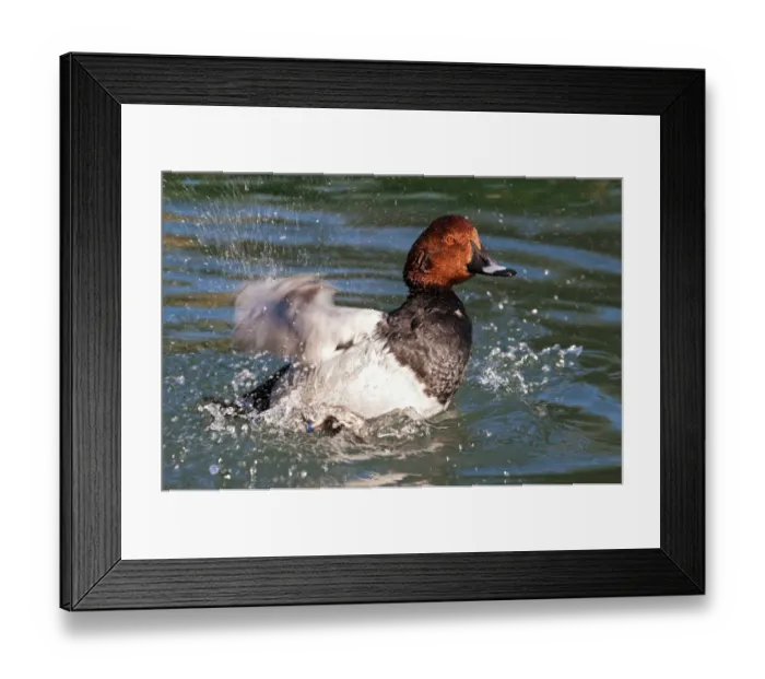 Framed Print : Common Pochard -Aythya ferina-, drake flapping its wings in water, Geneva, Genf, Switzerland Framed Print : Common Pochard -Aythya ferina-, drake flapping its wings in water, Geneva, Genf, Switzerland
