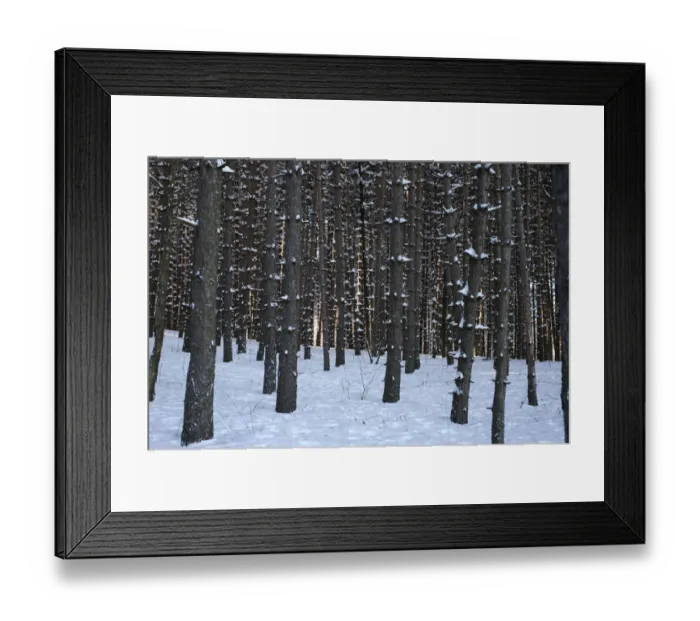 Framed Print : Pine tree forest in the snow, Shefford, Eastern Townships, Quebec Province, Canada Framed Print : Pine tree forest in the snow, Shefford, Eastern Townships, Quebec Province, Canada