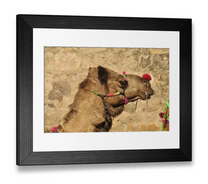 Framed Print : Camel, Pushkar, Rajasthan, India