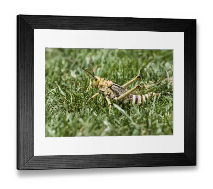 Framed Print : Phymateus Grasshopper -Phymateus morbillosus- in the grass, Namibia