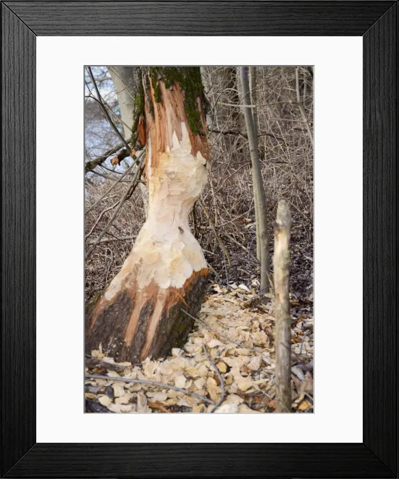 Framed Print : Tree trunk gnawed by a beaver in a riverside forest, Innufer Aue, bei Rosenheim, Upper Bavaria, Bavaria, Germany Framed Print : Tree trunk gnawed by a beaver in a riverside forest, Innufer Aue, bei Rosenheim, Upper Bavaria, Bavaria, Germany